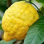 Citrus medica cedro semi