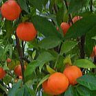 Citrus mitis Naranjo enano semillas