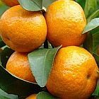 Citrus reticulata Mandarine Samen