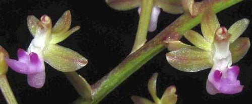 Cleisostoma arietinum orchid seeds