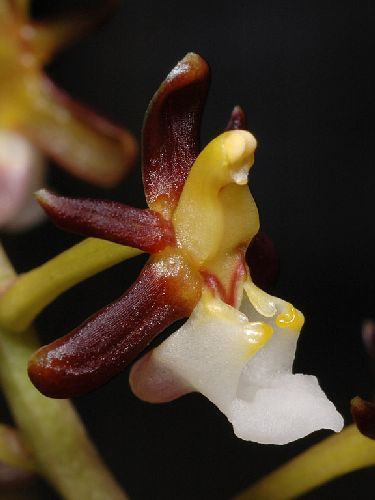 Cleisostoma fuerstenbergianum orchids seeds