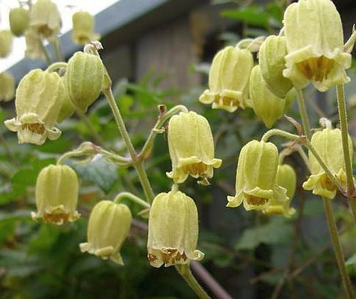 Clematis buchananiana Clematis seeds