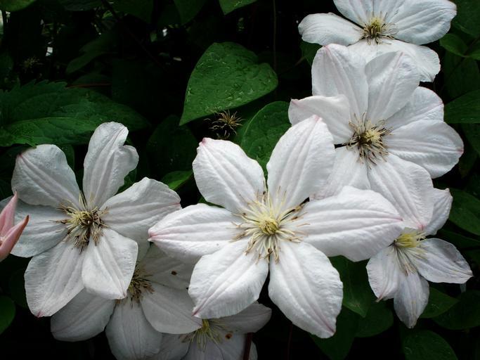 Clematis paniculata  seeds