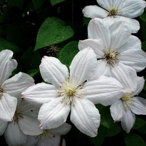 Clematis paniculata  semillas