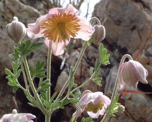 Clematis villosa Climber seeds