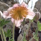 Clematis villosa