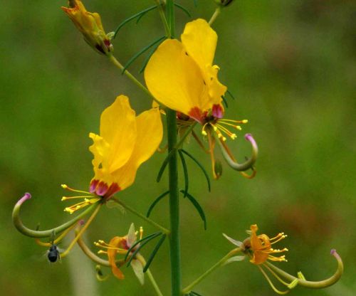 Cleome angustifolia ssp diandra Yellow mouse-whiskers - Pretty lady seeds