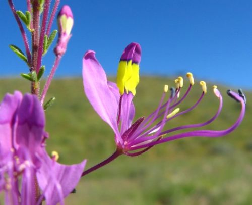 Cleome elegantissima syn: Cleome confusa - Cleome hirta - Cleome welwitschii seeds