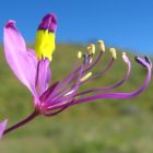 Cleome elegantissima syn: Cleome confusa - Cleome hirta - Cleome welwitschii  graines