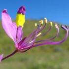 Cleome elegantissima  semillas