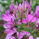 Cleome hassleriana Rose Queen