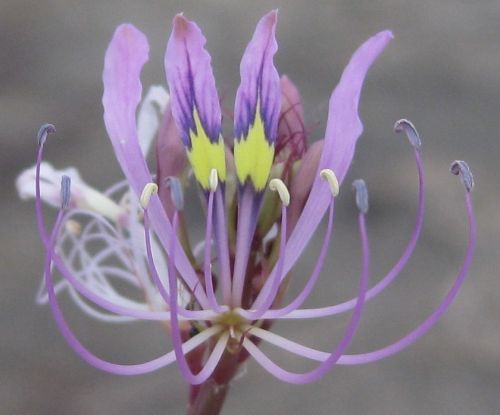 Cleome hirta Sticky Purple Cleome - Sticky Purple Mousewhiskers seeds