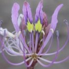 Cleome hirta  semi