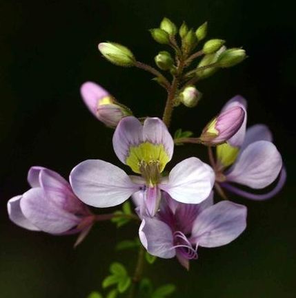 Cleome oxyphylla var robusta Pea Bush seeds