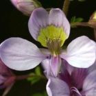 Cleome oxyphylla var robusta Buisson de pois graines