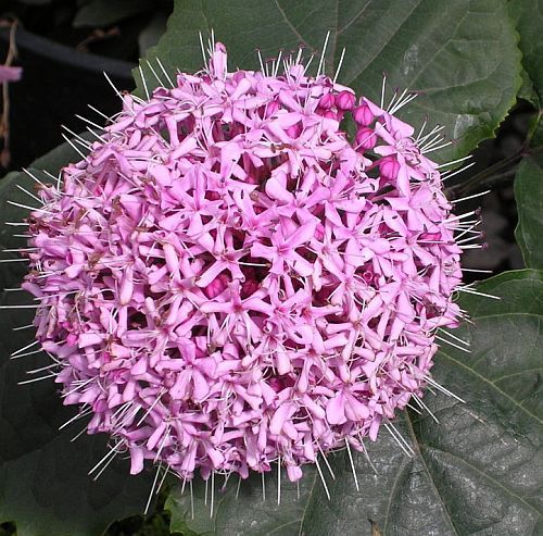 Clerodendron bungei rose glory bower seeds