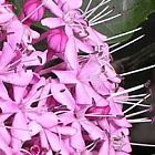 Clerodendron bungei puerto de la gloria rosada semillas