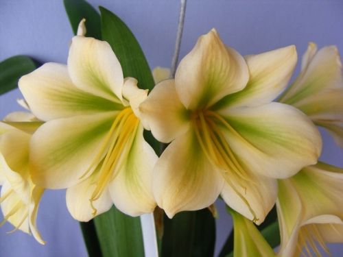 Clivia AF Hirao green 2 Clivia green-yellow seeds