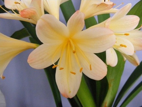 Clivia Appleblossom T9 Clivia peach-yellow seeds