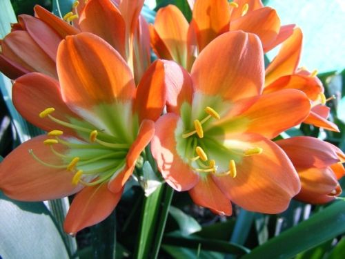 Clivia Bronze Green Centre Clivia bronze with green centre seeds