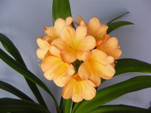 Clivia Cameron Peach Clivia peach seeds