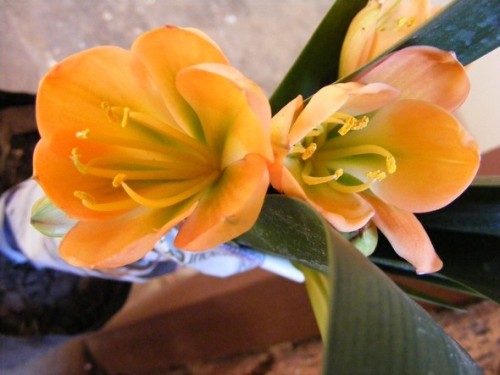 Clivia Cameron peach green centre Clivia peach-green seeds