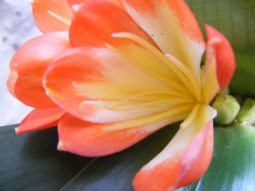 Clivia Daruma Clivia red-yellow seeds