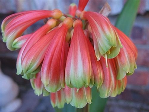 Clivia Dwarf Nobilis Clivia species seeds