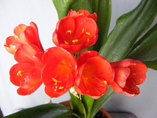 Clivia JM Tulip Red Clivia red seeds