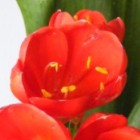 Clivia JM Tulip Red  cемян