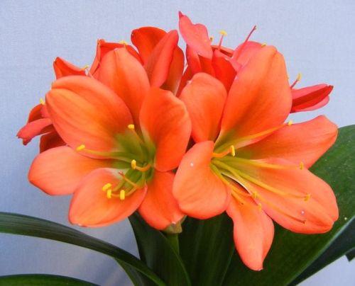 Clivia Jackpot Bronze Green Centre Clivia red-bronze with green centre seeds