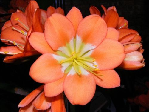 Clivia Nakamura Multipetal Clivia orange-red with white centre seeds