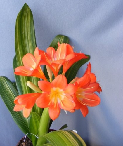 Clivia Nakamura Variegated Orange Clivia yellow seeds