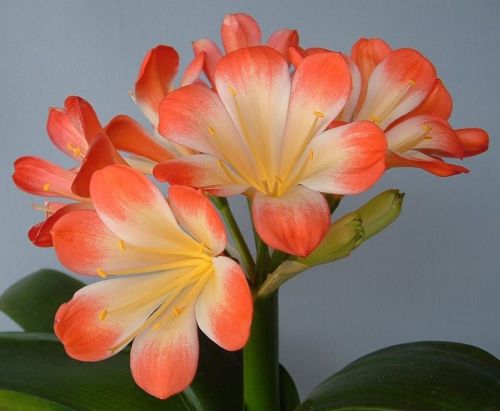 Clivia Picotee Daruma Clivia orange with white centre seeds