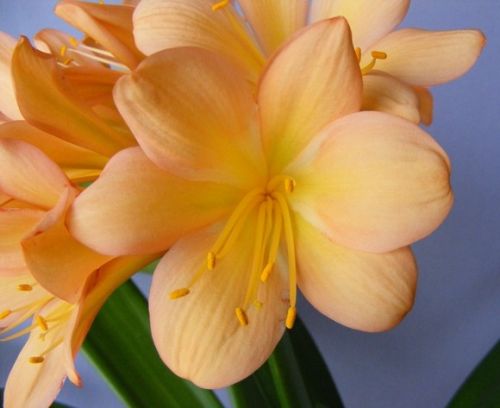 Clivia Pinky Cameron Clivia orange with pink seeds