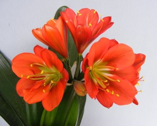 Clivia Red Green Centre Clivia red with green centre seeds