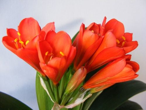 Clivia Toy Red Lady Clivia red seeds