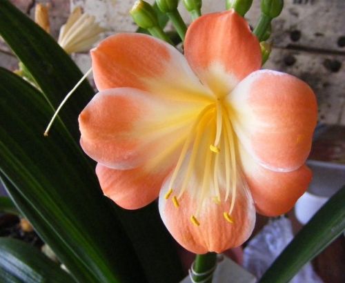 Clivia Variegated Multipetal Clivia orange with yellow-white centre seeds