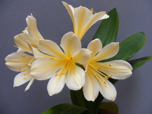 Clivia Vico Variegated Clivia pale yellow seeds