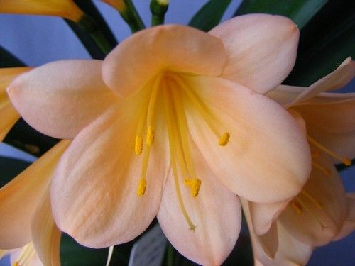 Clivia Victorian Peach Clivia peach seeds