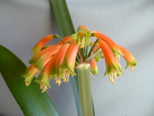 Clivia gardenii Clivia orange-green seeds