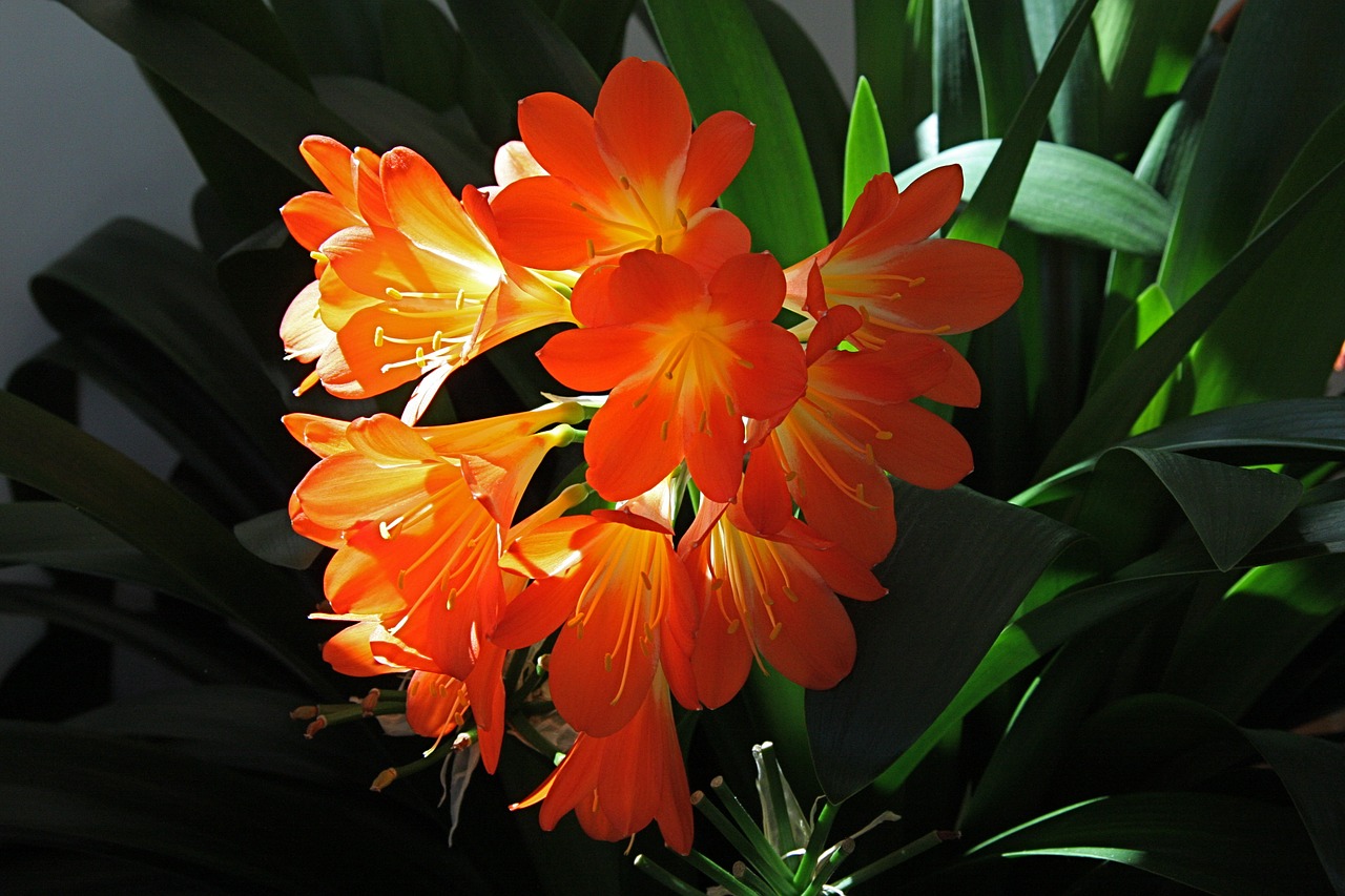 Clivia miniata Bush lily seeds