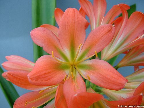 Clivia miniata Anthrie green centre Clivia - green centre seeds