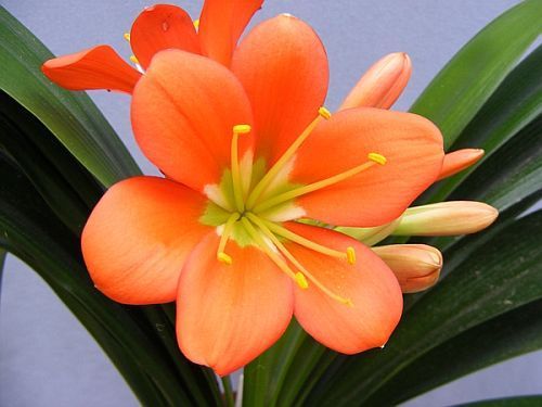 Clivia miniata Berties Bronze Clivia - green centre seeds