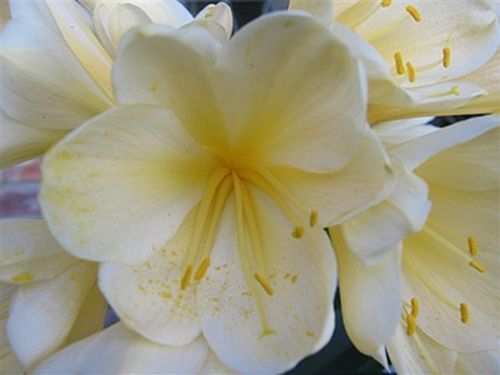 Clivia miniata Broad Petal Yellow 2012 Category Winner Clivia - yellow and green seeds