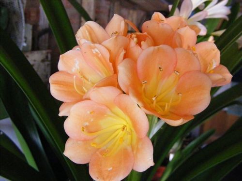 Clivia miniata Cameron Apricot Clivia pink, peach and pastel seeds