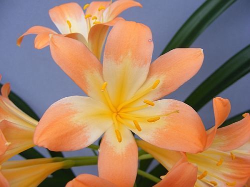 Clivia miniata Full throat pastel Clivia pink, peach and pastel seeds