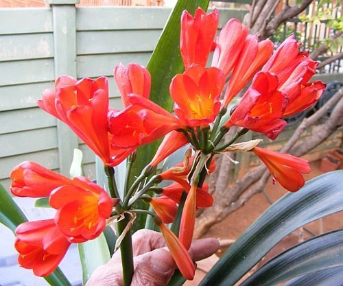 Clivia miniata Garsfontein red Clivia - orange and red seeds