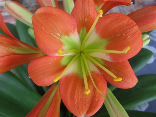 Clivia miniata Jackpot Bronze Clivia - orange and red seeds