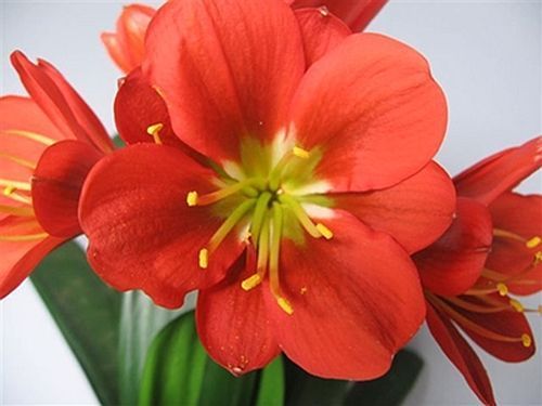 Clivia miniata Jackpot Bronze Clivia - orange and red seeds